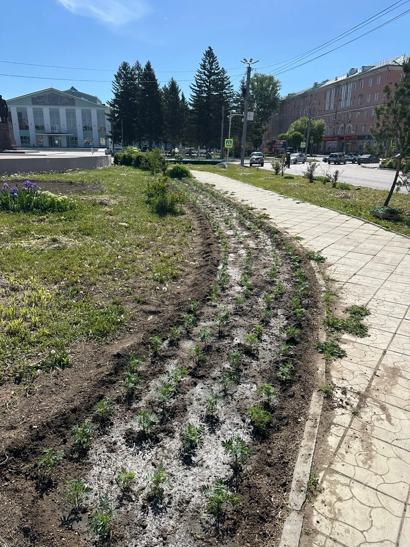 Сегодня в Рубцовске началась традиционная посадка цветов