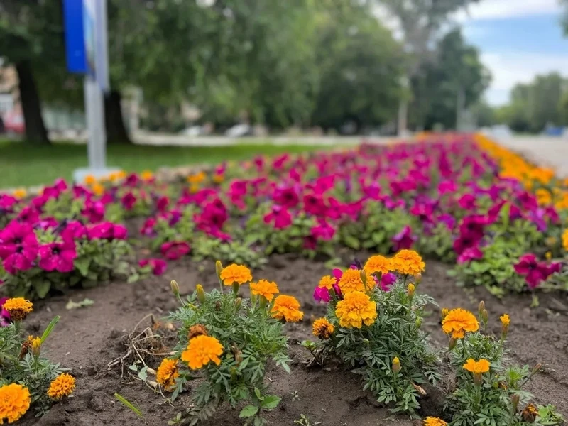 Более девяти тысяч цветов украсят городские клумбы 