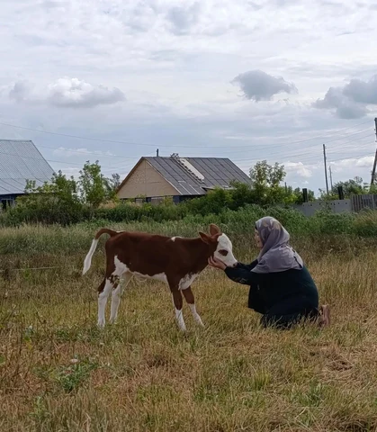 корова
