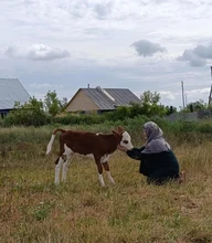 корова