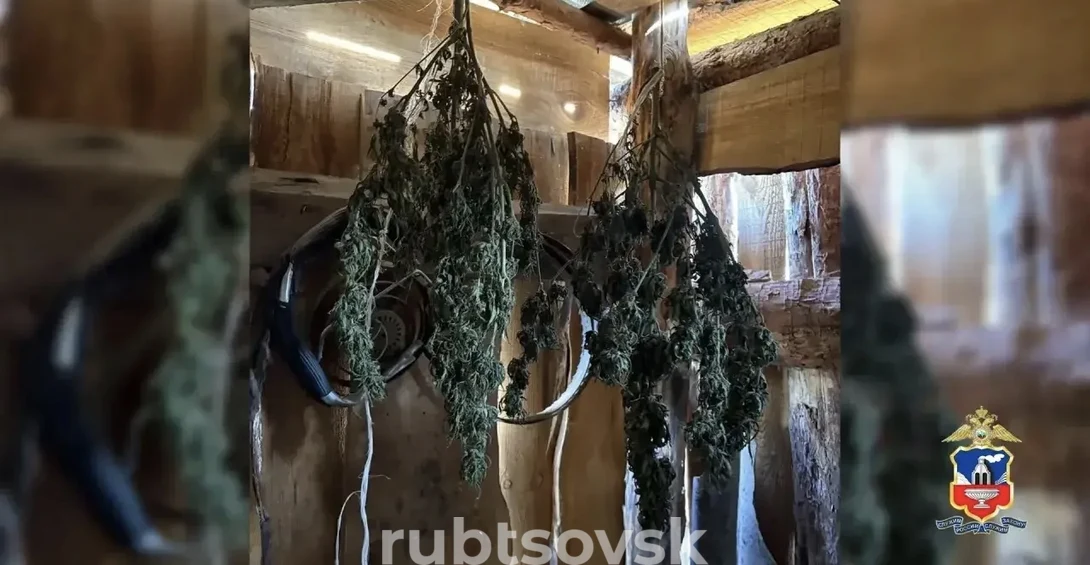 наркосодержащие растения