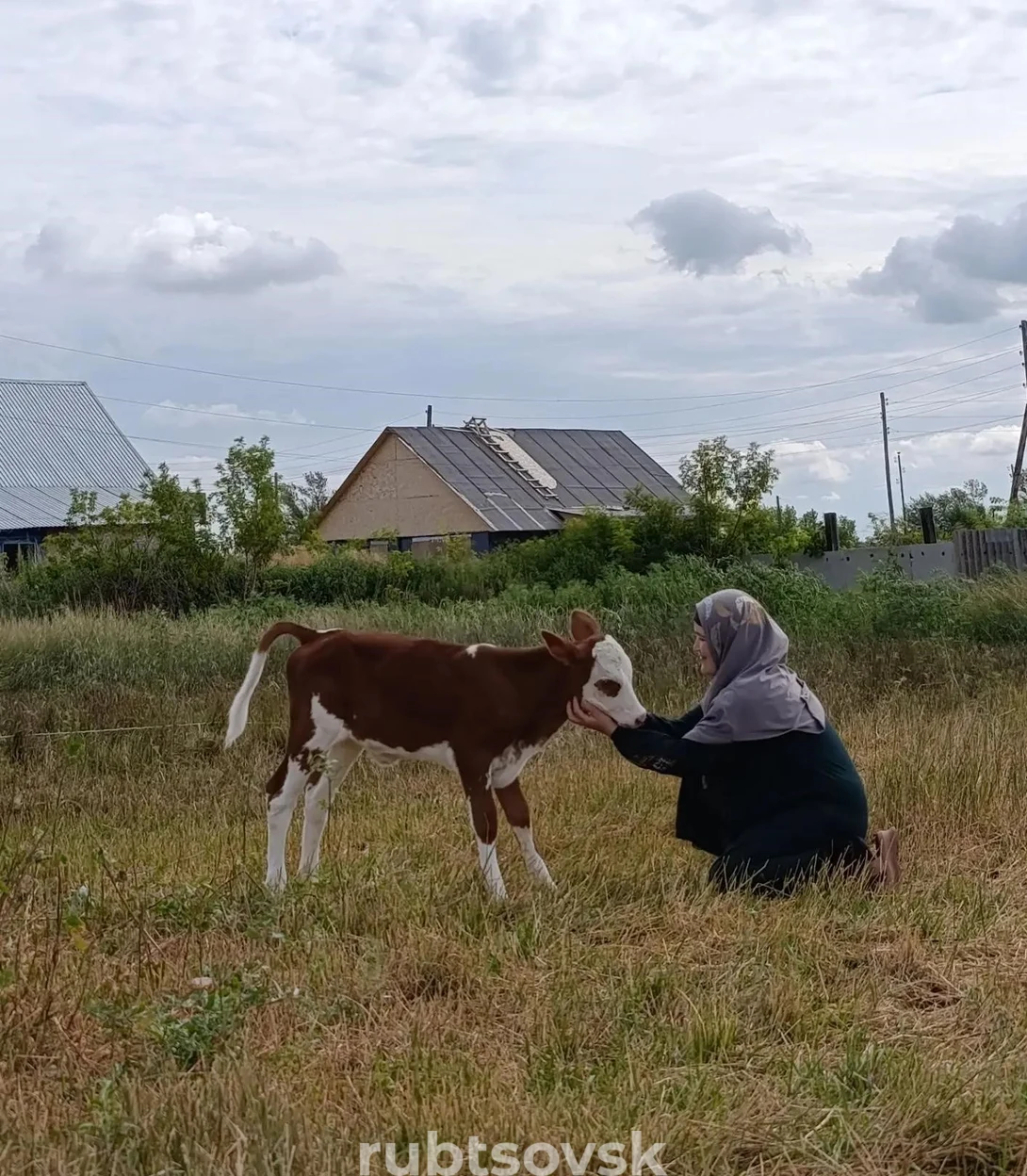 корова